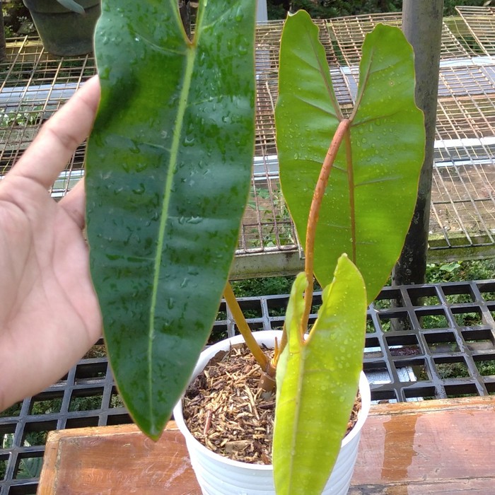 Philodendron billietiae *Kw1 / philo kabel busi - Tanaman hias / bibit