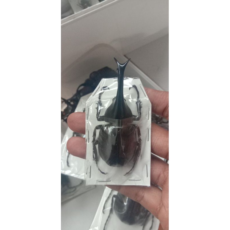 dried bettle/kumbang tanduk awet/xylotrupes gideon