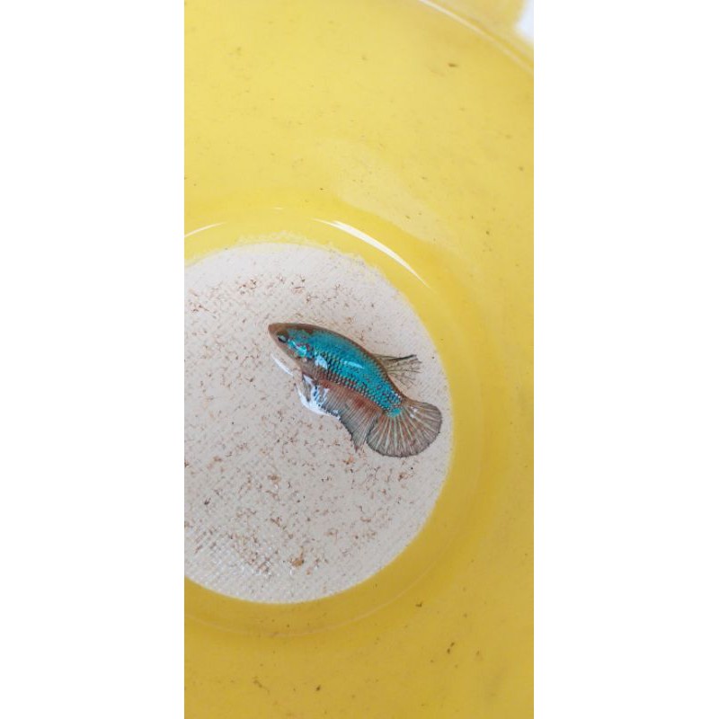 Under Baby Female Hmpk Udah Masuk ember