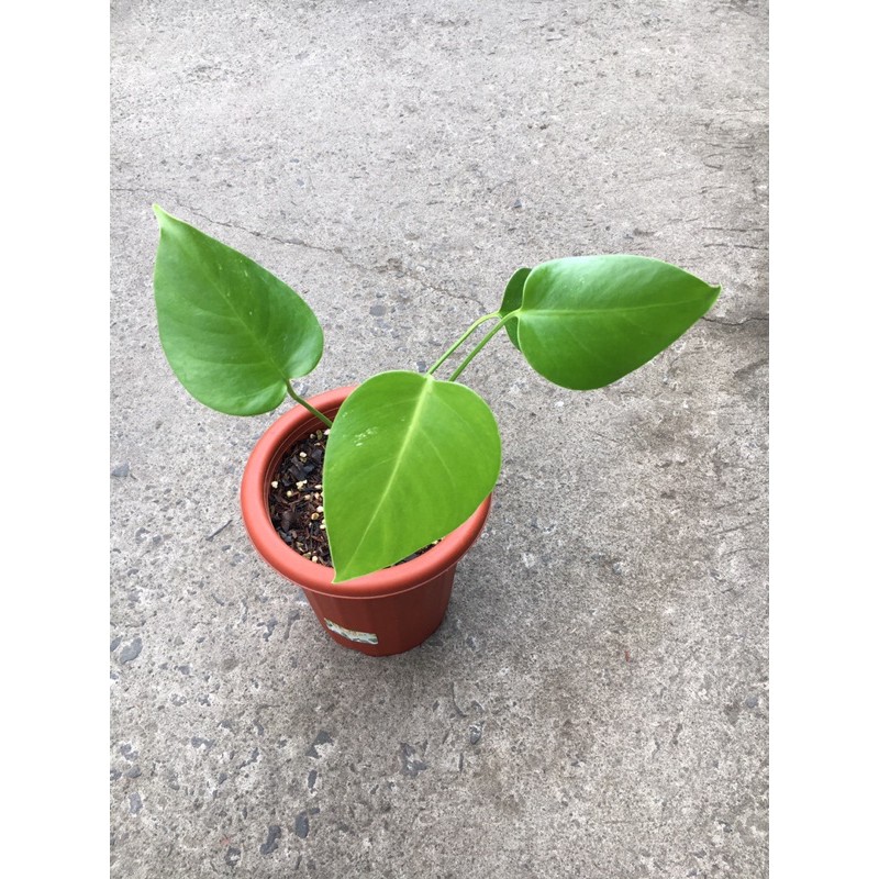 MONSTERA BORSIGIANA VARIEGATA