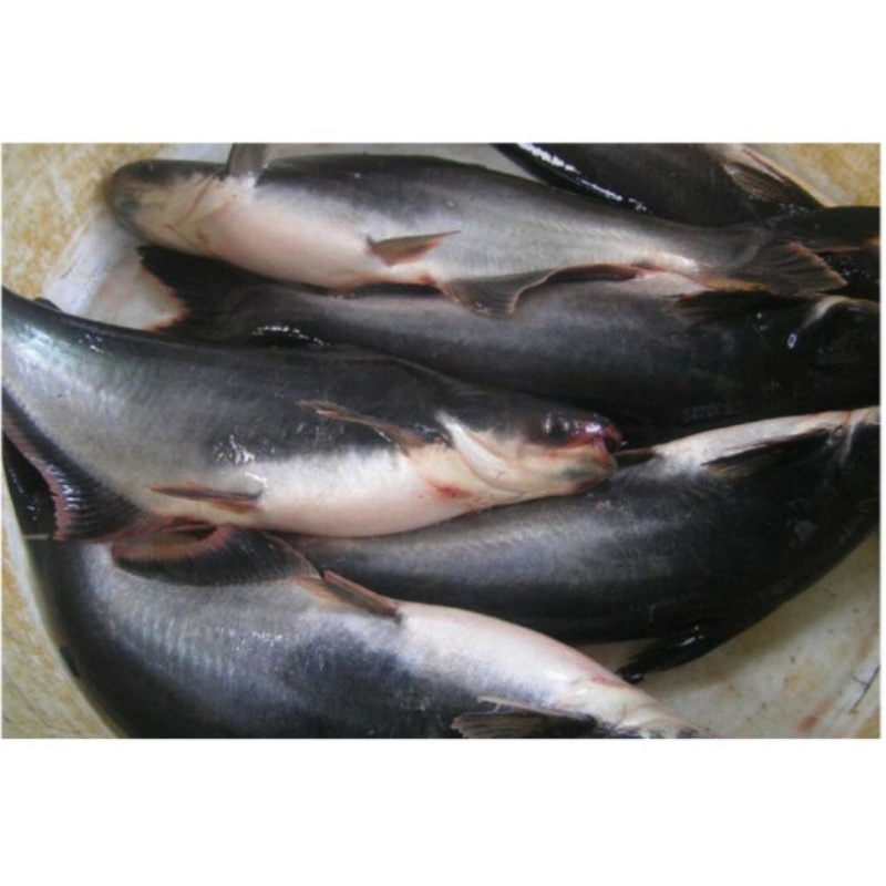 

ikan patin segar
