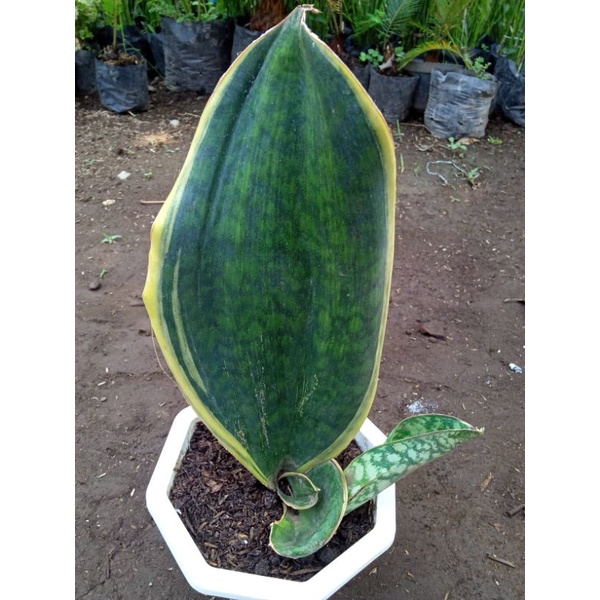 Sansivieria Masoniana Varigata