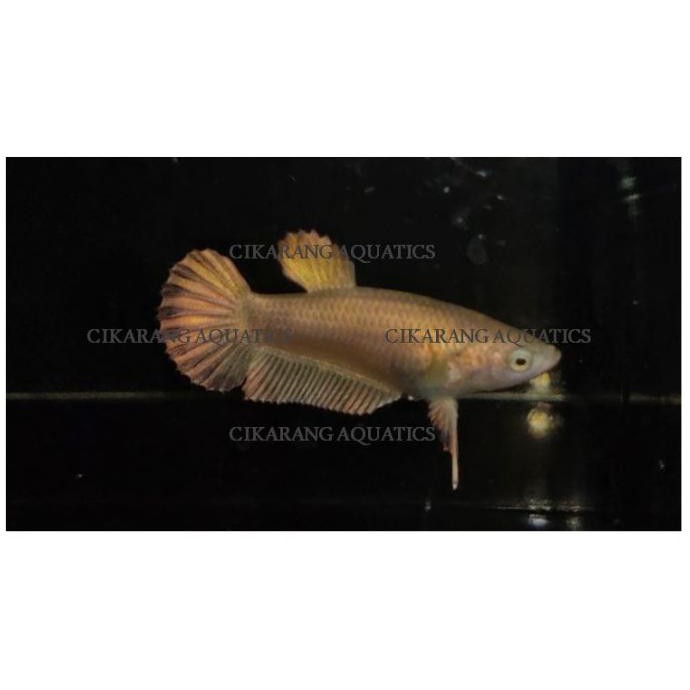 Terbaru Ikan Cupang Plakat Super Gold Size S++ Female