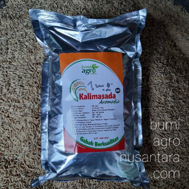 [NEW] Padi Kalimasada SG Aromatic, Padi Unggul Terbaru Bumi Agro Nusantara umur 85 hst
