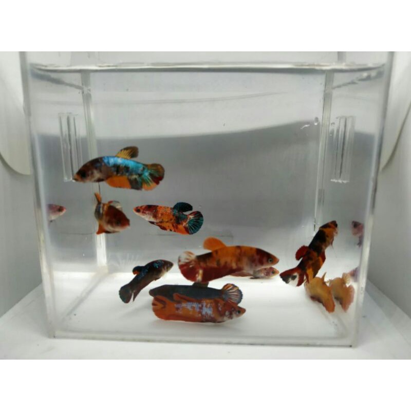 paket 5ekor ikan cupang female giant