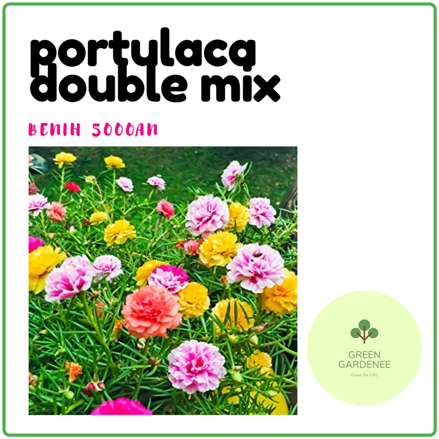  5 biji 5000an BENIH BIJI SEED BUNGA PORTULACA DOUBLE 