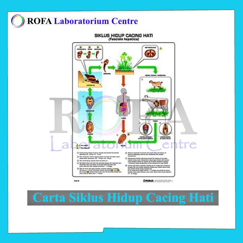 Jual Carta Siklus Hidup Cacing Hati / Carta Biologi / Carta IPA ...