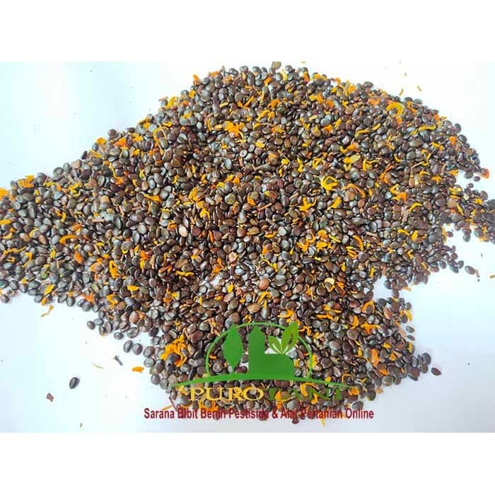 Benih Akasia Daun Kecil Biji Akasia Auri Akasia Formis Acacia auriculi