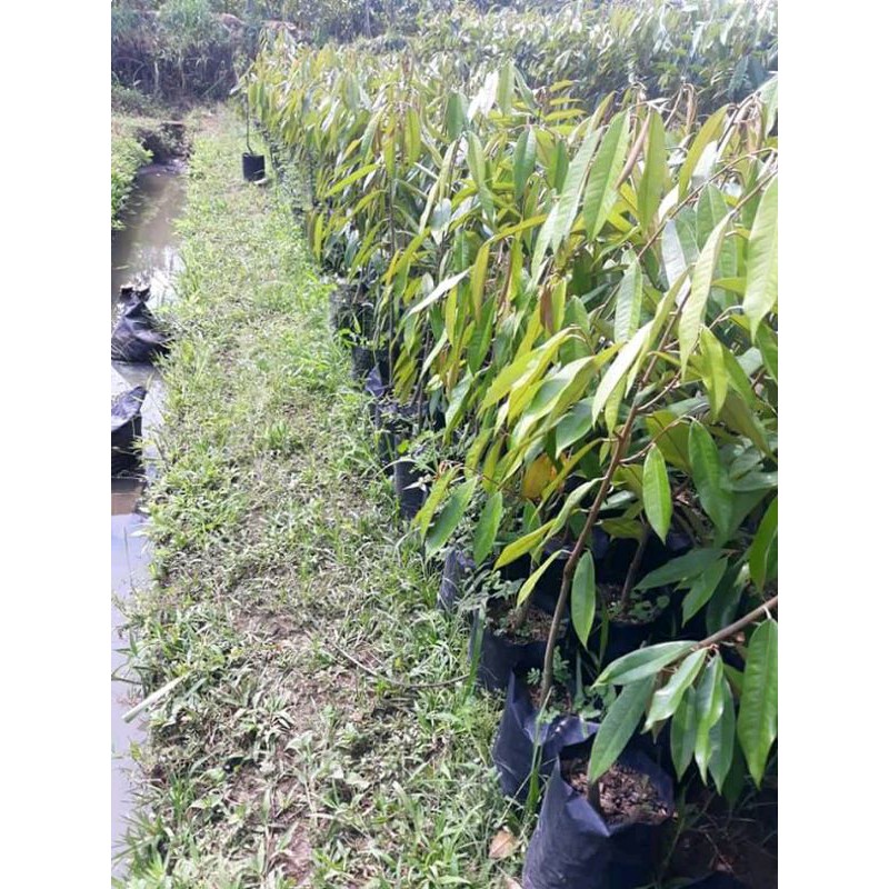 

durian bawor okulasi