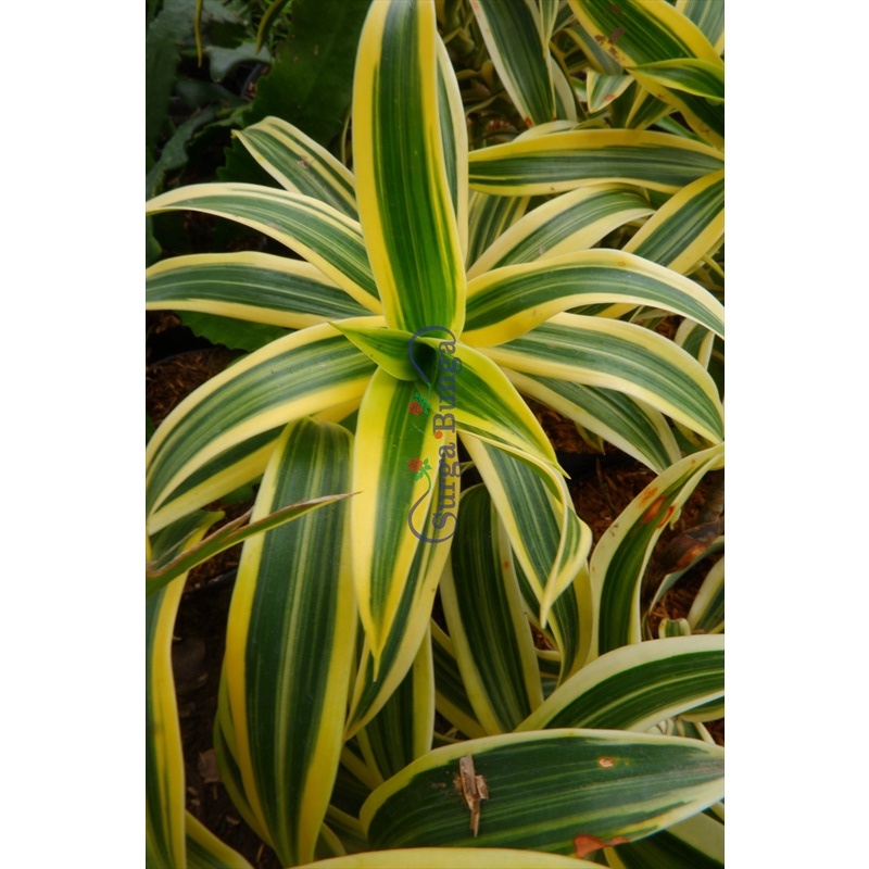 Tanaman Daun Dracaena Reflexa Song of India bergaransi