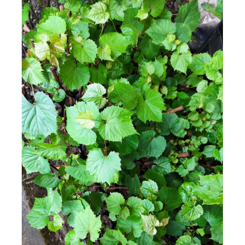 1paket isi 4 bibit anggur rootstock kober 5bb