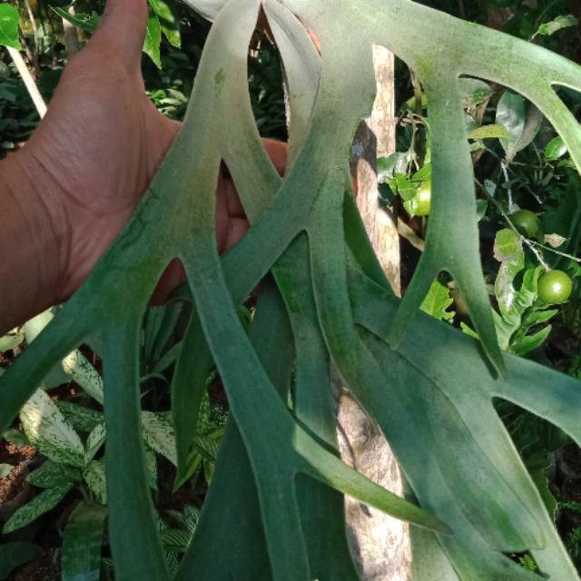 Tanaman hias Kadaka tanduk uncal