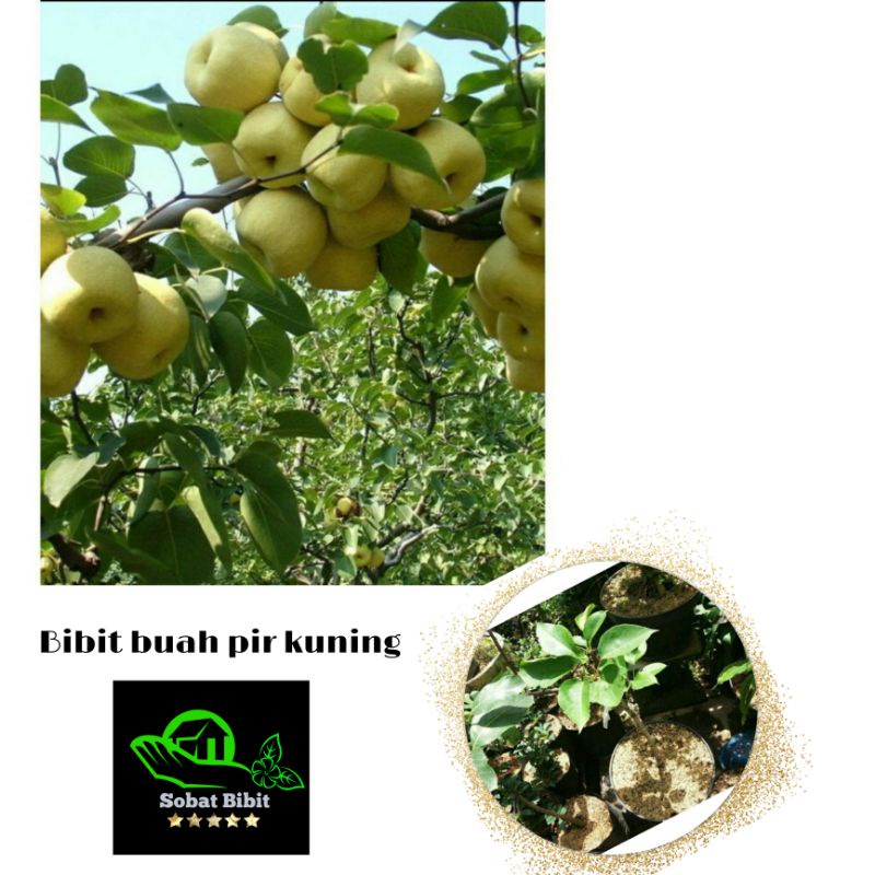 Bibit Buah Pir Madu Manis Super Genjah Unggul Cepat Berbuah