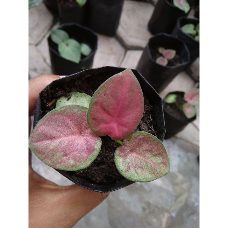 Caladium/Keladi Pinky Boy