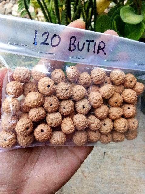 JENITRI RUDRAKSHA BAHAN GELANG/KALUNG/TASBIH BIJI HALUS WARNA BAGUS