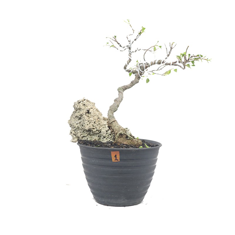 Bonsai Mame Kimeng - 1
