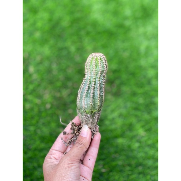 Kaktus echinopsis kepala catur