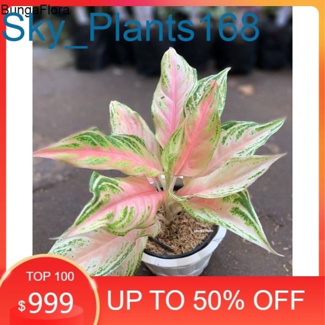 Anakan Aglonema Pink Sunset