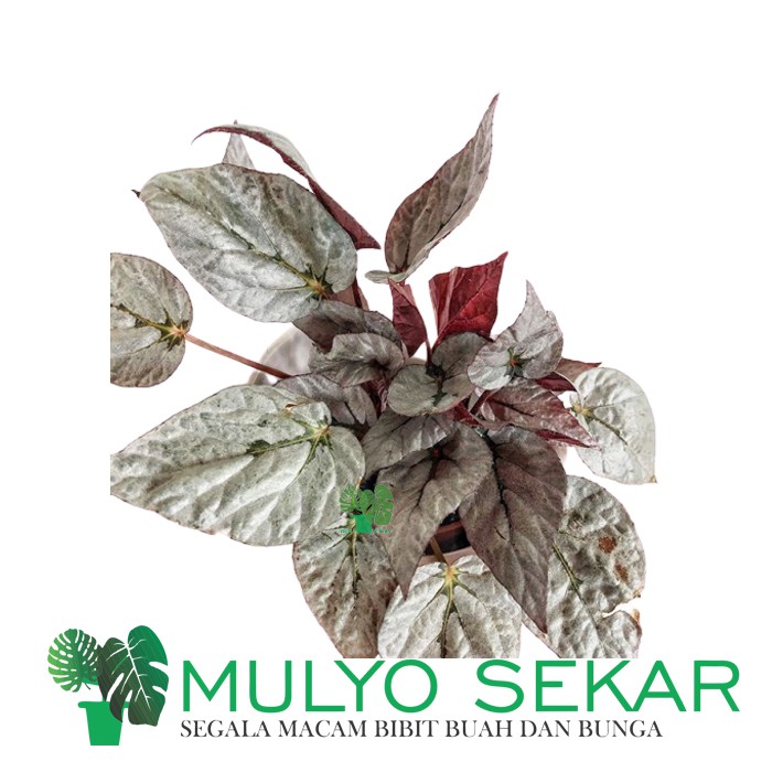 Tanaman Hias Bunga Begonia - Begonia Rex jolie silver - Daun Begonia Jolie silver