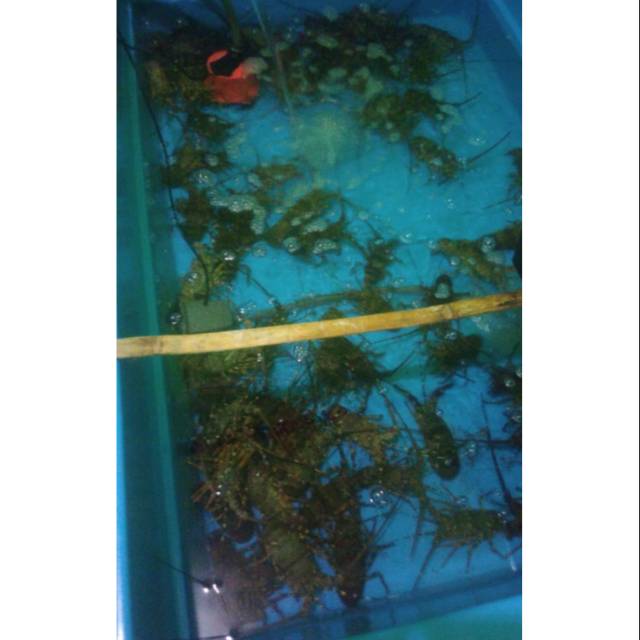 Lobster laut hidup segar