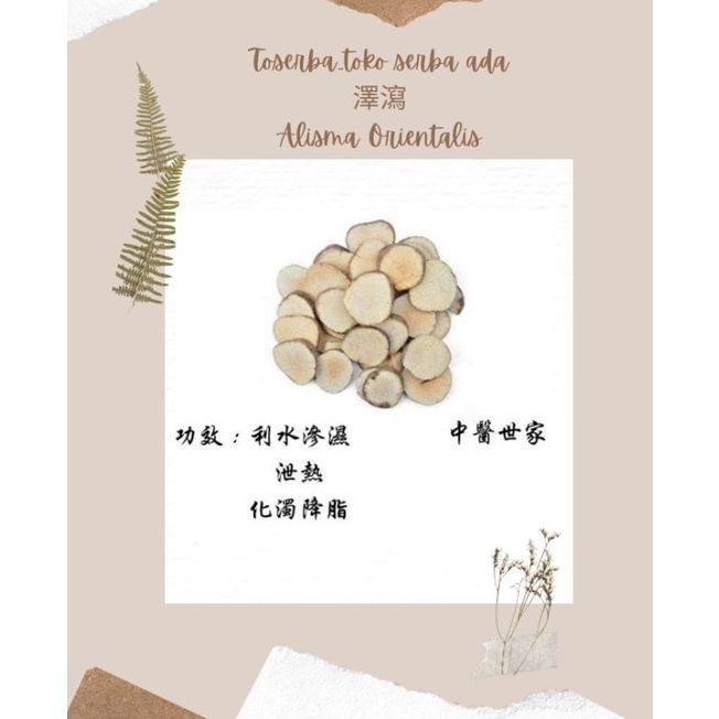 

100gr Herbal Ze Xie / Water Plaintain / Rhizoma Alismatis Orientalis / Alisma / Alismatis Rhizoma / Oriental Waterplantain Tuber Premium Grade