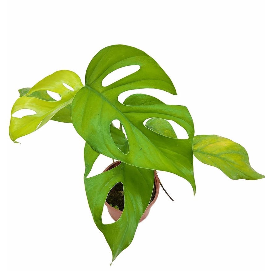 tanaman hias rhaphidophora pertusa