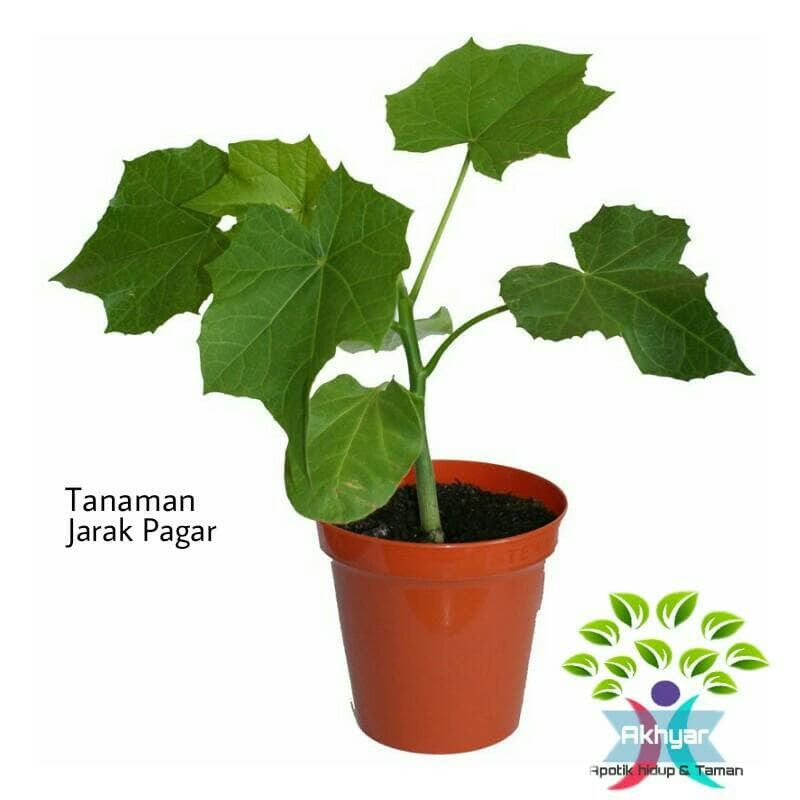 Jarak Pagar Daun Jarak Pagar Tanaman Herbal Daun Jarak Pagar