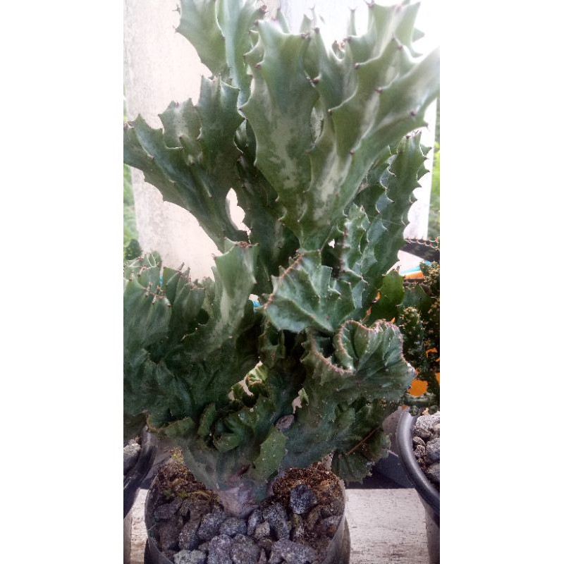 Kaktus euphorbia lactea besar tinggi -/+ 40 cm