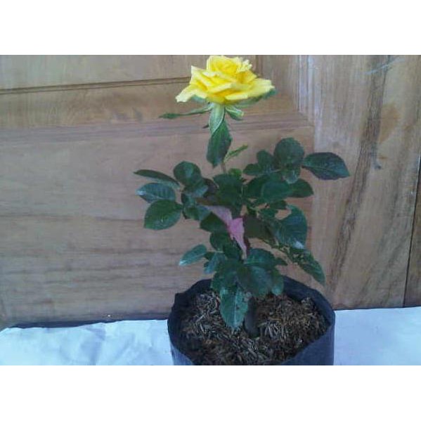 Bibit Tanaman Hidup Bunga Mawar Kuning Yellow Rose Shopee Indonesia