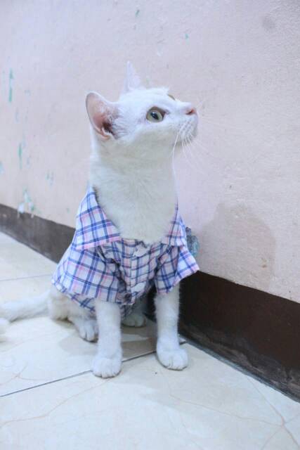 Kemeja kotak-kotak biru putih lucu untuk kucing dan anjing size S M L XL