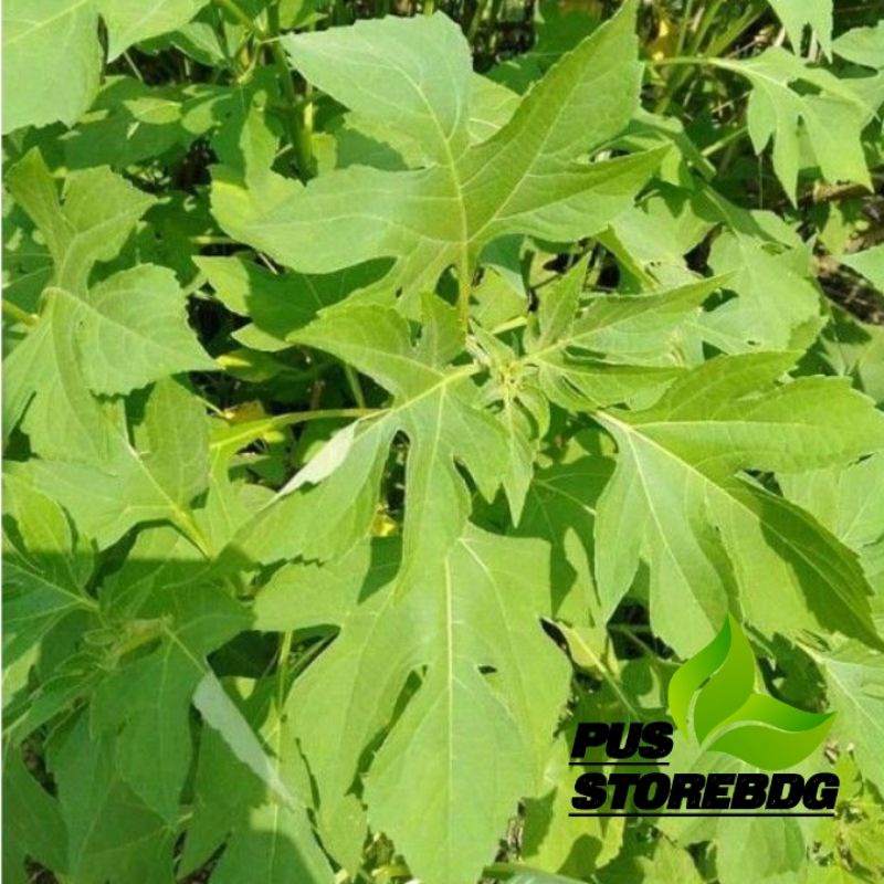 

Daun Insulin segar kemasan 500 gram