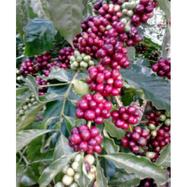PROMO 1 KG BENIH BIJI KOPI ROBUSTA SIAP SEMAI BIBIT / BIJI / BENIH C1O