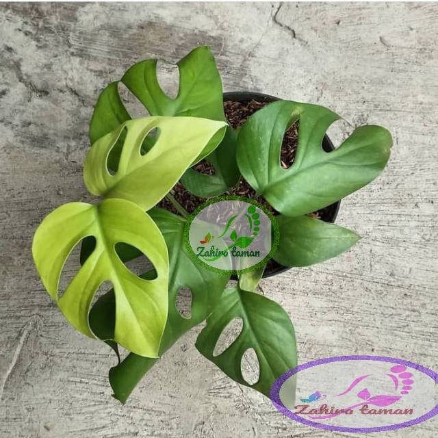 Tanaman Hias Philodendron Monstera Rhapidopora Monstera Mini Rhaphidophora Tetrasperma Shopee Indonesia