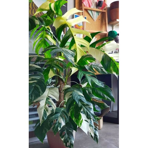 Epipremnum pinnatum variegata Albo / epip Yellow / epip Kujang