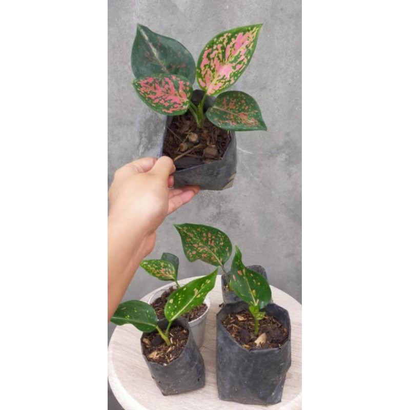 aglaonema ruby