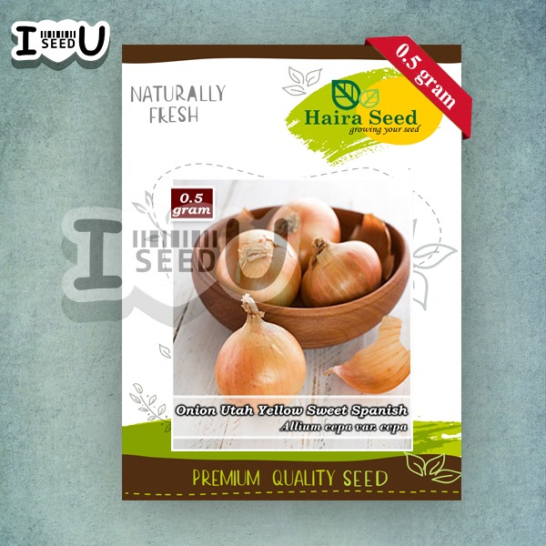 Haira Seed Bibit-BIji Bawang Bombay Utah Yellow Sweet Spanish