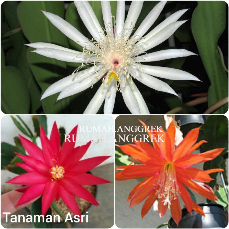 Paket 3 Tanaman Hias Wijaya Kusuma - Tanaman Hias Hidup - Bunga hidup - Bunga hias