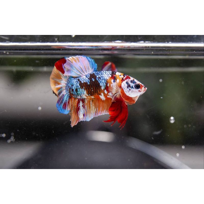 Anakan / Bahanan Ikan cupang hias Koi / Nemo galaxy multi colour #010