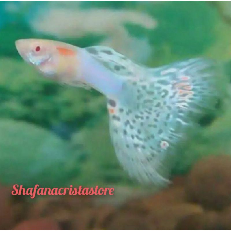 Ikan hias GUPY albino blue Japan 1 pair
