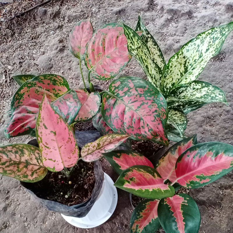 PAKET AGLAONEMA/bunga aglaonema/paket 4 btg
