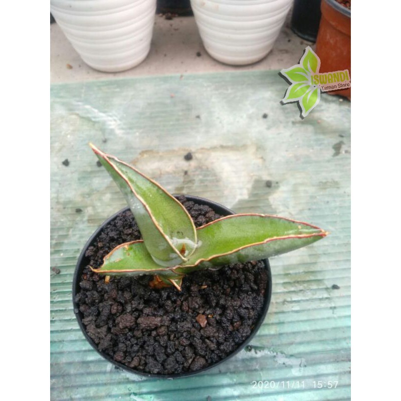 Tanaman hias pembersih udara sansevieria / sansivera robusta dwarf