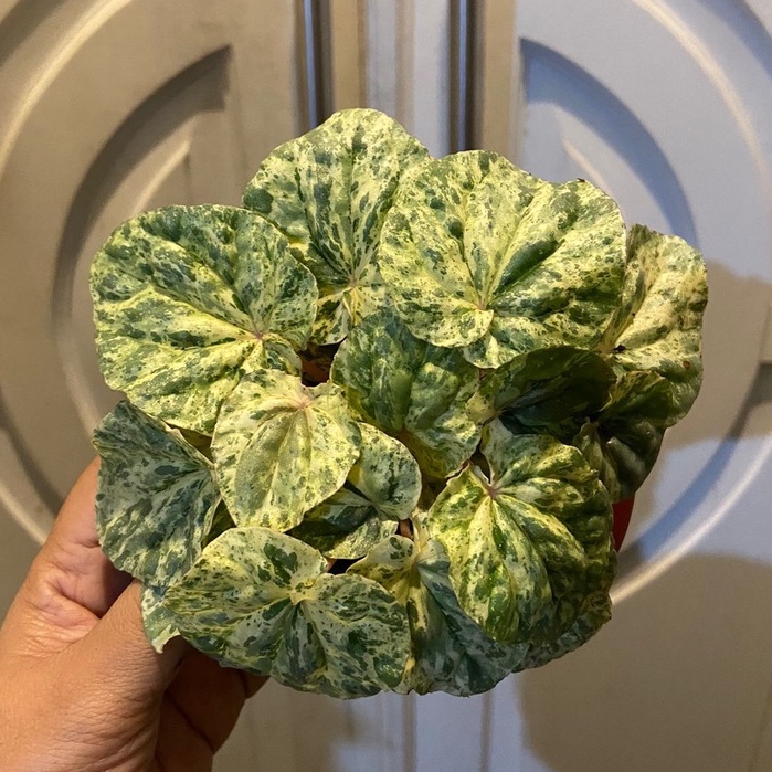 Peperomia Varigata