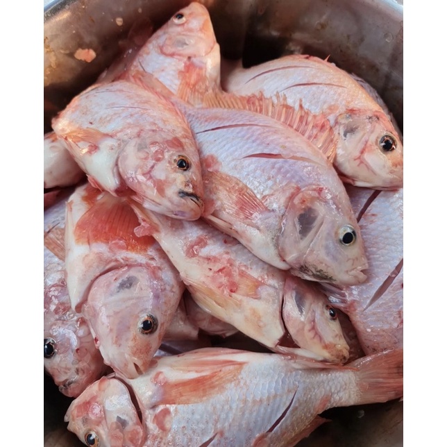 

Ikan nila bumbu kuning isi 4