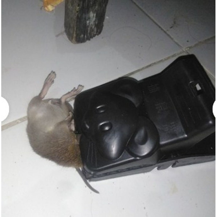 Perangkap Jepretan Tikus Ampuh Jebakan Besar Jumbo Basmi Murah