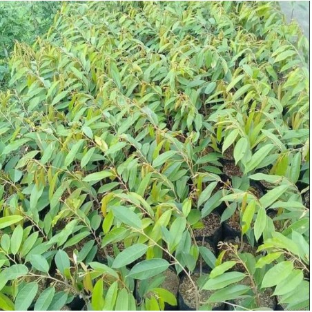 promo bibit durian bawor super /tanaman durian Bawor