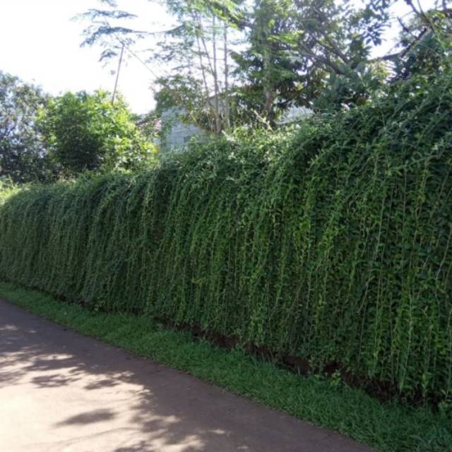 Tanaman Lee Kwan yew panjang 1 meter - Lee Kuan yew 1 meter