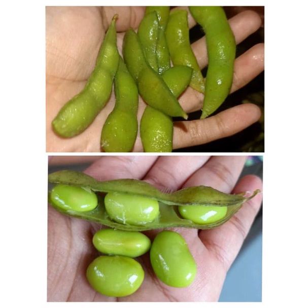

Kacang kedelai Endamame frozen