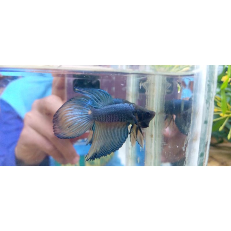 ikan cupang veiltail/slayer mustard