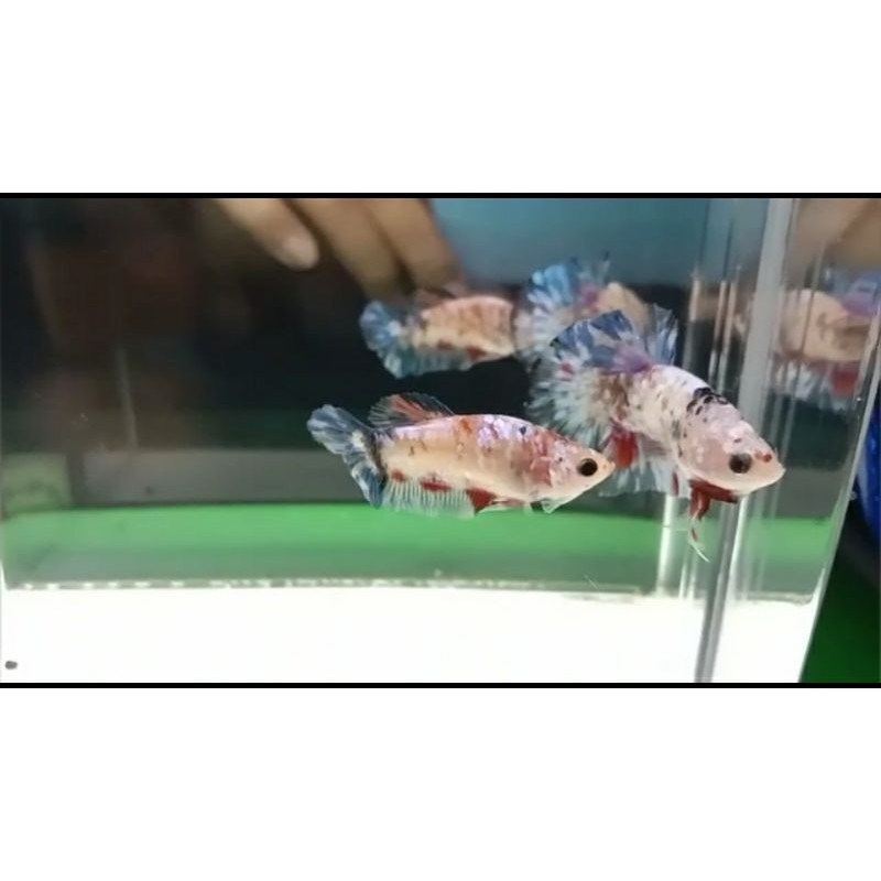 Cupang Plakat Candy Multicolor 1pair