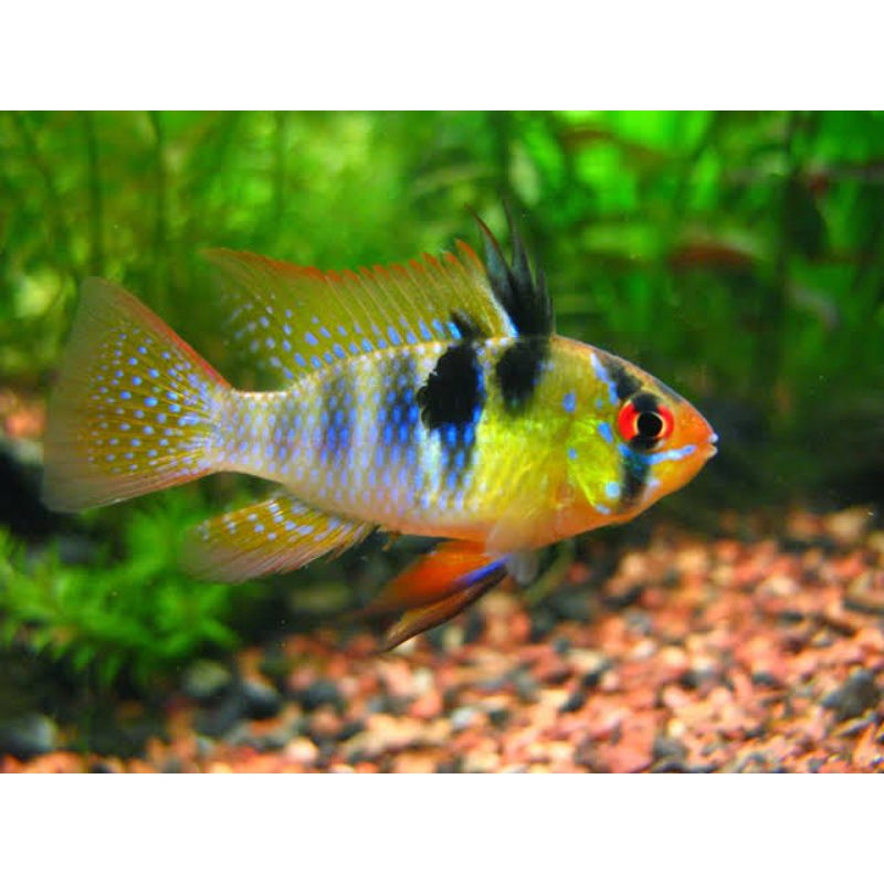 Ramirezi German Elektrik - Ikan Hias Aquascape